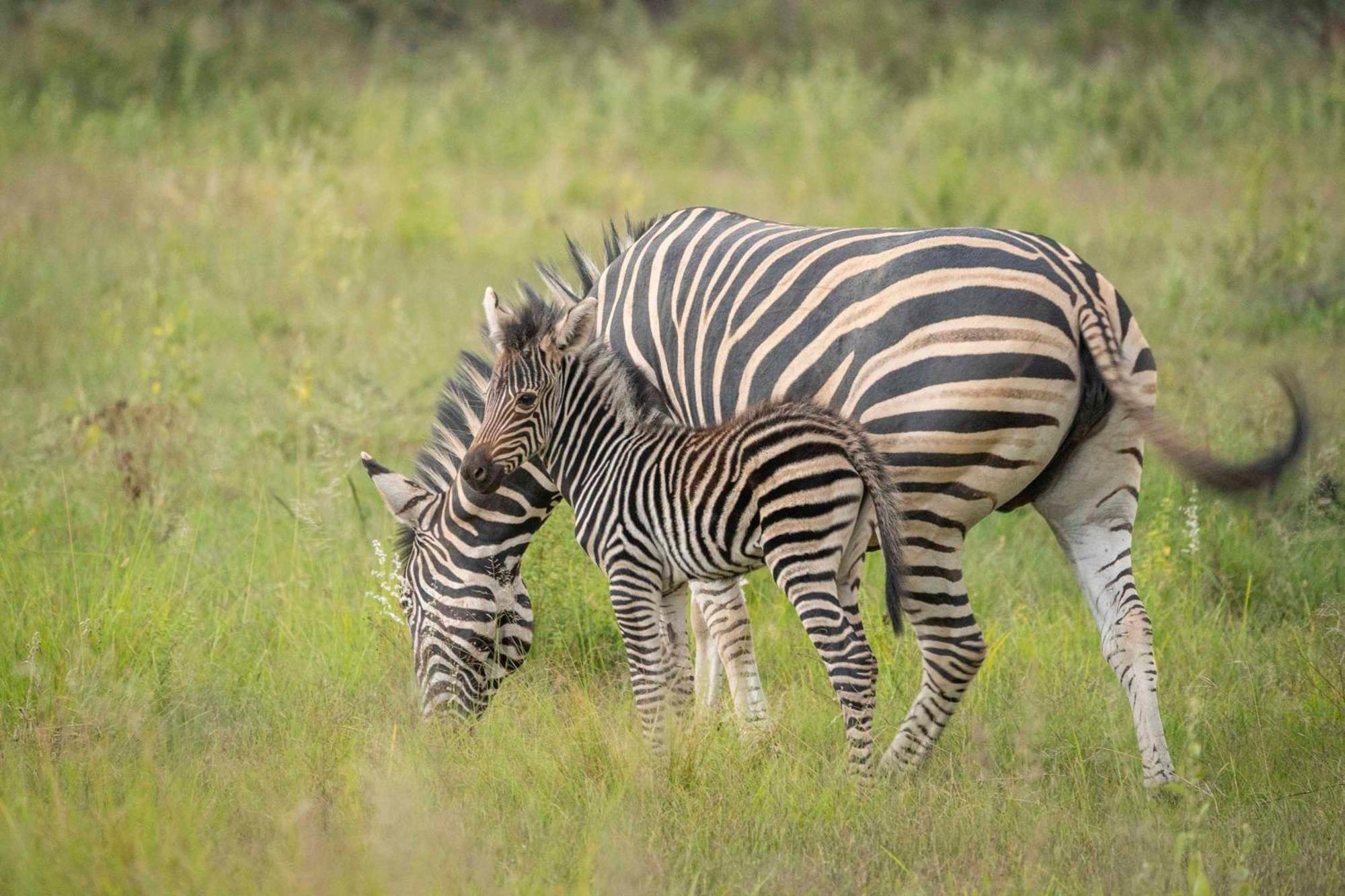 Tshwene Lodge Vaalwater Dış mekan fotoğraf