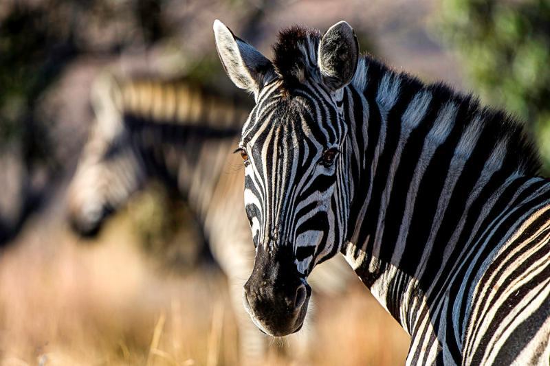 Tshwene Lodge Vaalwater Dış mekan fotoğraf