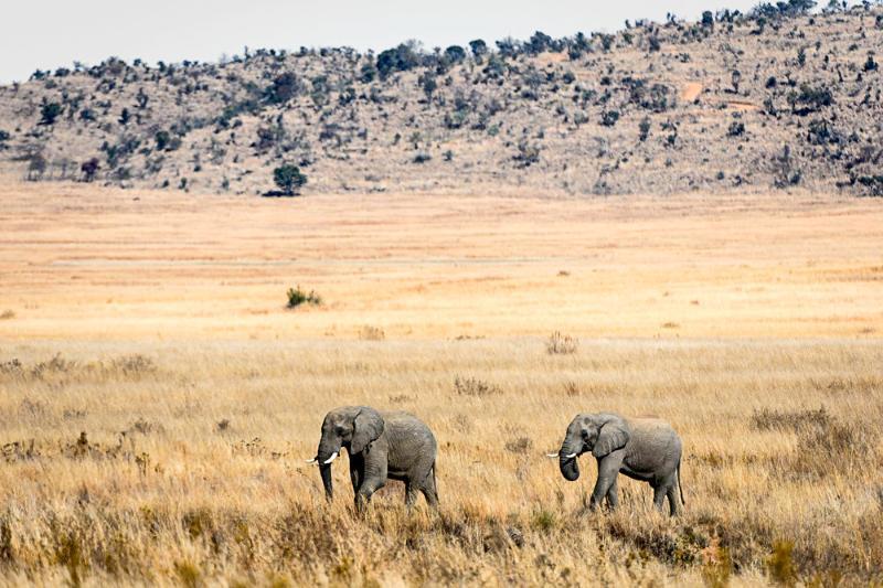 Tshwene Lodge Vaalwater Dış mekan fotoğraf